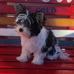 Biewer Terriers from Pups By the Sea