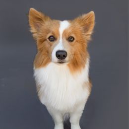 Kili - Pembroke Welsh Corgi