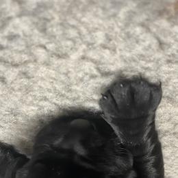 Boy 2 - Labrador Retriever puppy in Menomonee Falls, Wisconsin from Steppinstone Dog Training and Labradors/BC’s