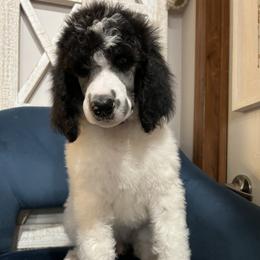 Poodle Puppies from Schrute Farms Standard Poodles