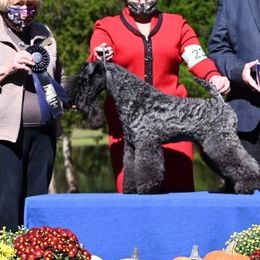 Kerry Blue Terriers from BlueAire