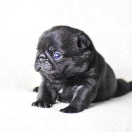 Greta - Black female Pug puppy in Caldwell, Ohio from Folklore Kennel