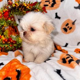 Benny - Cream and white male Shih Tzu puppy in Azusa, California from RJ Shih Tzu lover