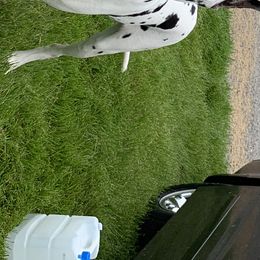 Shevie - Great Dane