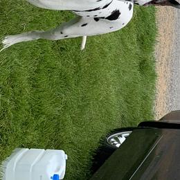 Shevie - Great Dane