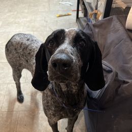 Kleopatra - Bluetick Coonhound