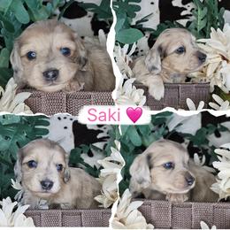Saki - Dapple female Dachshund puppy in Lakeland, Florida from Buckwild Doxies