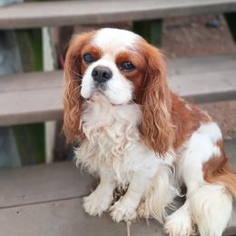 Biscuit - Cavalier King Charles Spaniel