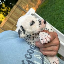 Boy 6 - Dalmatian puppy in New York from 4 AM Dalmatians