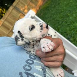 Boy 6 - Dalmatian puppy in New York from 4 AM Dalmatians