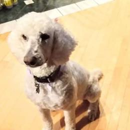 Poodles from Sharon’s Poodles