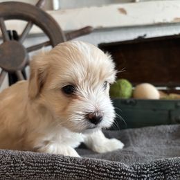 PADDY - White male Coton de Tulear puppy in Freeport, Texas from H❤️PE COTONS