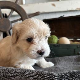 PADDY - White male Coton de Tulear puppy in Freeport, Texas from H❤️PE COTONS