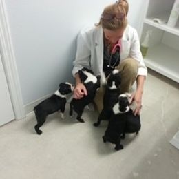 Boston Terrier and French Bulldog Puppies from Maximumcompanion