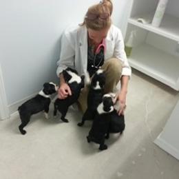 Boston Terrier and French Bulldog Puppies from Maximumcompanion