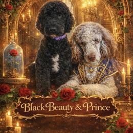 Goldendoodle puppies from Real Life Furrytales
