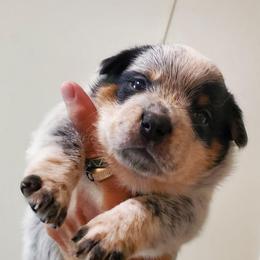 Full masked  Blue - Blue mottled female Australian Cattle Dog puppy in Lenoir, North Carolina from Blue Coyote Ranch