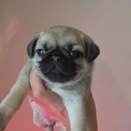 Rebecca - Fawn female Pug puppy in Lugoff, South Carolina from Peak Bullies and Pugs SC
