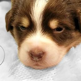 Australian Shepherds from Work 'n' Ranch Aussies LLC