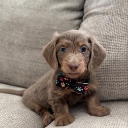 Jack - Fawn (isabella) and tan male Dachshund puppy in Lawrenceville, Georgia from Chivi Paws