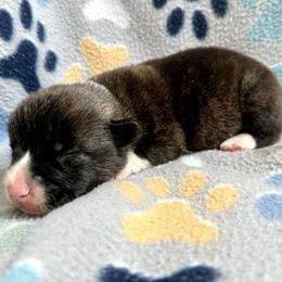 American Corgi Puppies from 5H Corgis