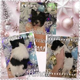 Girl 2 - Parti female Yorkshire Terrier puppy in Wartburg, Tennessee from Amanda's Precious Pups