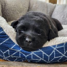 Boy 1 - Black male Labrador Retriever puppy in Saunemin, Illinois from Shooting Star Labs