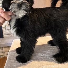 Moe - Black and white male Tibetan Terrier puppy in Sioux City, Iowa from Gemms Affenpinschers, Barbets and Tibetan Terriers