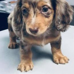 Dachshund Puppies from Meldox