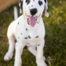 Dalmatian Puppies from Spotted Way Dalmatians