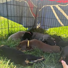 Doberman Pinscher Puppies from Aaliyah’s Dobies