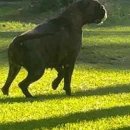 Xana - Boxer