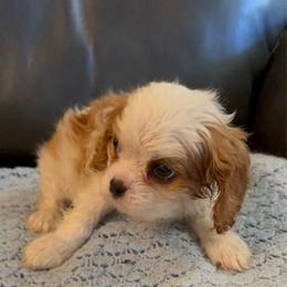 Benjamin - Blenheim male Cavalier King Charles Spaniel puppy in Athens, Georgia from Sandy Cross Kennels