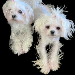 Cavapoo, Cockapoo, Maltese, and Poodle Puppies from Clearview Canines