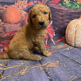 Boy 4 - male Goldendoodle puppy in Lake Panasoffkee, Florida from Donnas Deluxe Doodles LLC
