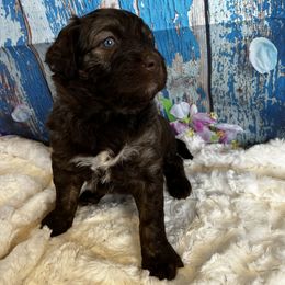 Aussiedoodle Puppies from Soap Creek Kennels