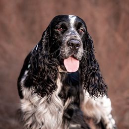 Bradley - English Springer Spaniel