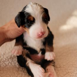 Boy 2 - male Bernedoodle puppy in Gilbert, Arizona from 5280 Bernedoodles