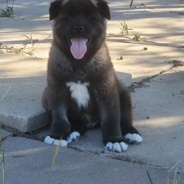 Akita Puppies from Folklore Akitas