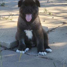 Akita Puppies from Folklore Akitas