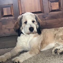 Koda  - Bernedoodle