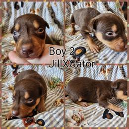 Boy 2 - Red and tan male Australian Kelpie puppy in Bradford, Arkansas from Cedar Rock Heelers and Kelpies