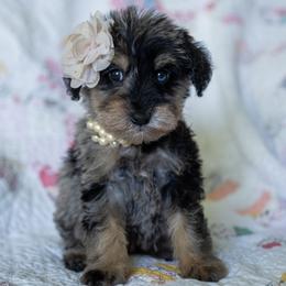 Sovereignty - Merle female Schnoodle puppy in Grove, Oklahoma from Grand Lake Poodles & Doodles