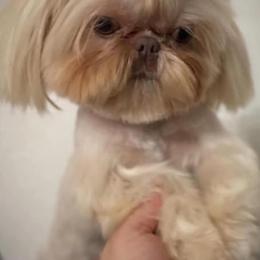 Rosie - Shih Tzu
