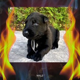 Ash - Fawn sable male Belgian Malinois puppy in Chino, California from BlueStone K9