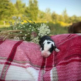 Espera - Tri-color female Border Collie puppy in Alexander, Maine from High Velocity Stockdogs