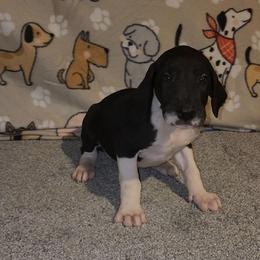 Vega - Mantle female Great Dane puppy in Walker, Louisiana from La Rebel Danes
