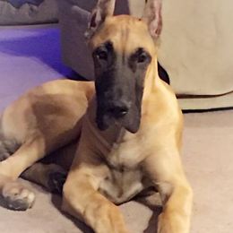 Great Danes from Vegas Danes