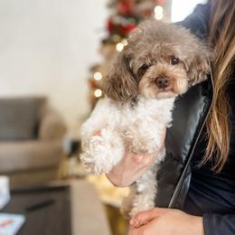 Starbucks - Poodle