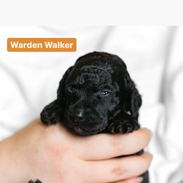 Poodle Puppies from Pawsable Prospects